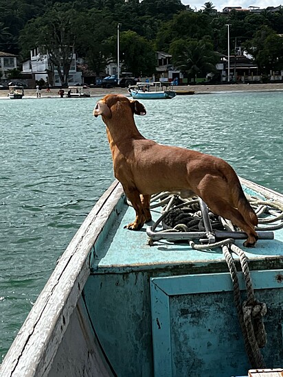Feijão loves to go boating.