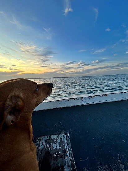 Feijão during the ride, he loves the view.