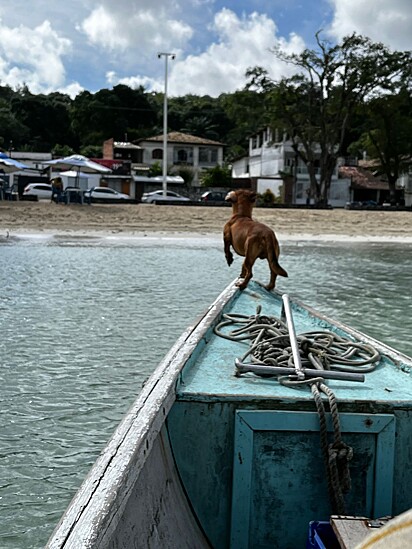 The Dachshund ready to jump.