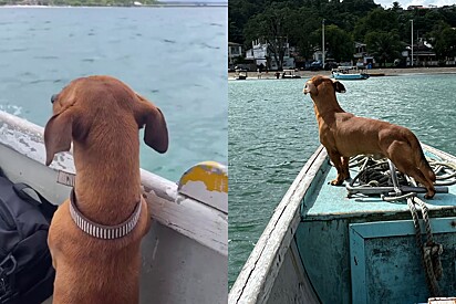 Feijão loves to go on boat rides with his family. 