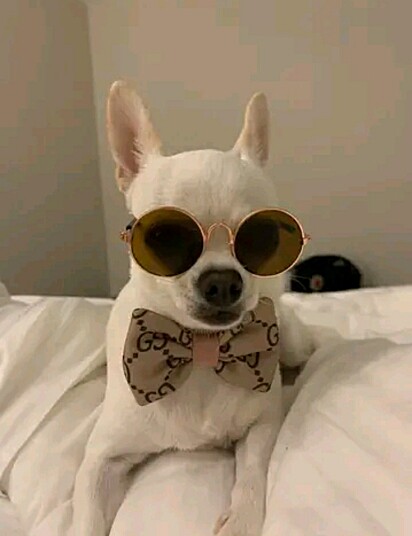 Romeo wearing sunglasses and a bowtie. 