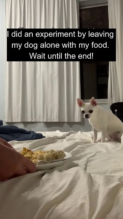 The dog looking at the plate.
