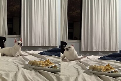 A greedy pup is left alone with his owner’s plate of food. Could he resist?