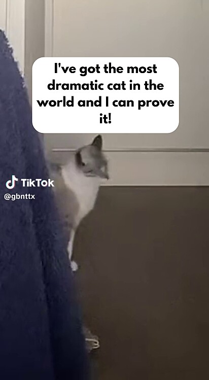 Giulia Bonatto left the room for just five minutes — enough time for the kitten to start meowing desperately. 