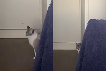 As soon as her owner leaves, the upset kitten puts on quite the show waiting for her return. 