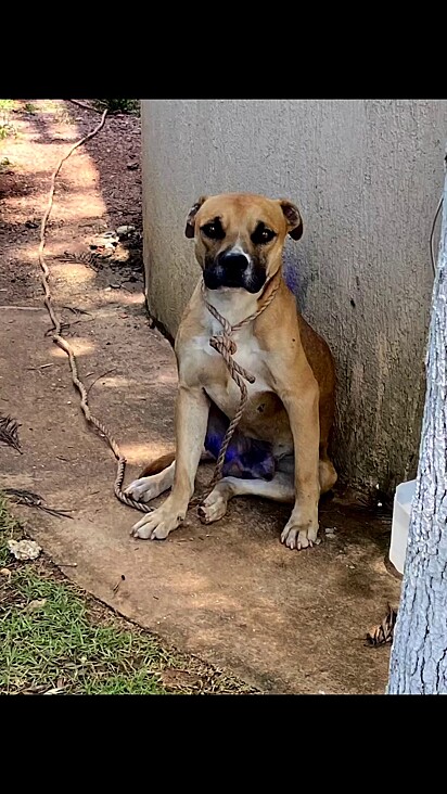 Goiaba had a serious wound on his body.