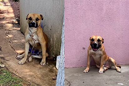 eterinarian adopts stray dog she treated.