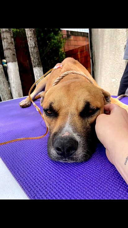 The veterinarian took over the caramel-colored pup’s treatment.