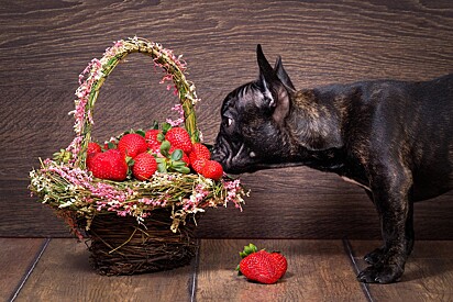 Can dogs eat strawberries? Learn how to safely introduce this fruit into your dog’s diet. 