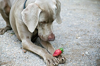 Dogs can eat strawberries as long as certain precautions are taken.