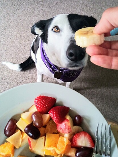 Veterinarian lists other fruits and vegetables that can be added to dogs’ diets.