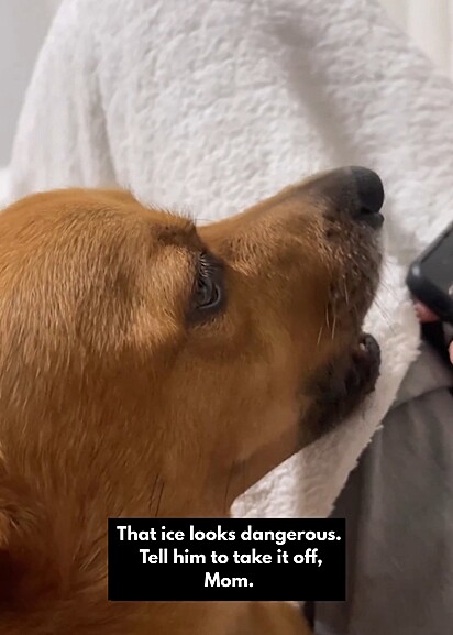 The dog “talking” to the boy as if asking him to stop the procedure.