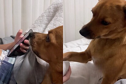 A caramel-colored mixed-breed dog gets worried when he sees his owner’s son applying ice to his face — and starts “talking” to him.