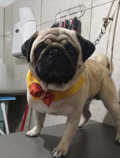 The father is a Pug.