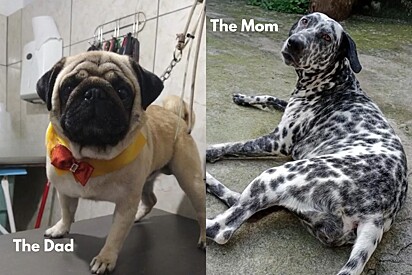 The mix between a Dalmatian and a Pug results in a Pugmatian