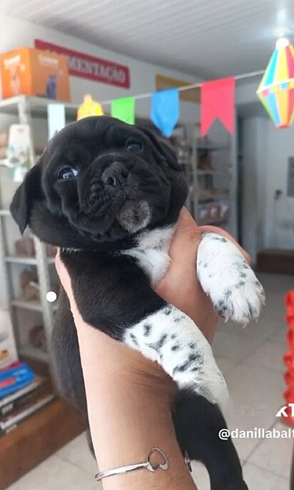 The puppy is a hybrid breed known as a Pugmatian. 