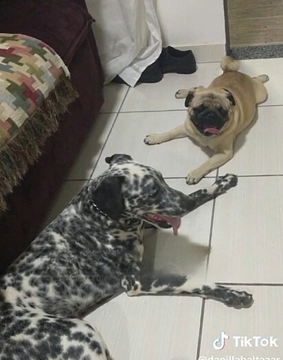 Pugmatian’s parents.