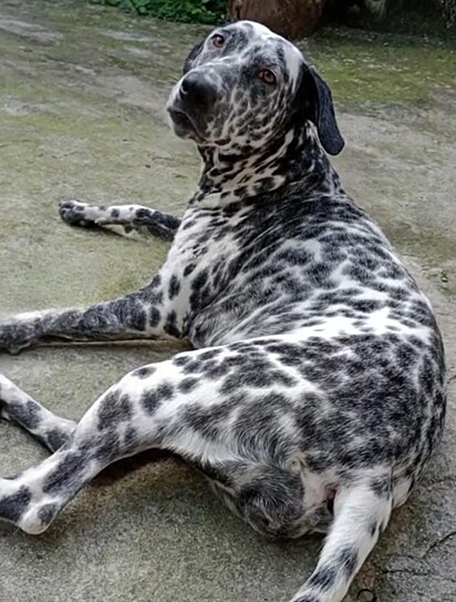 The mother is a Dalmatian.