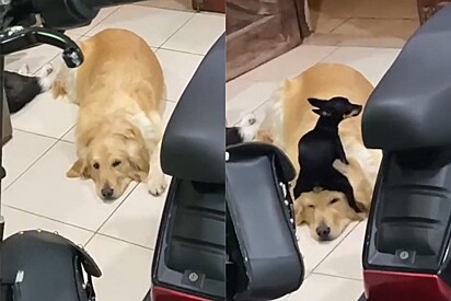 A Pinscher annoys her canine sister, while the Golden Retriever doesn’t seem to mind.