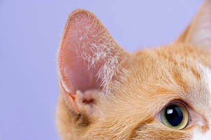 Ear movement is part of a cat’s nonverbal language.