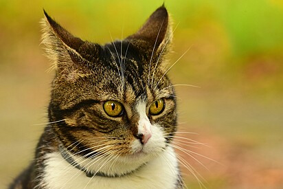 Ears may point outward when a cat is irritated or curious. 