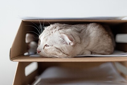 Ears can signal that cats are in pain.