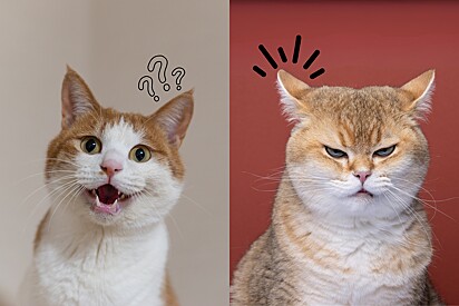 Learn what your cat’s ear movements mean.