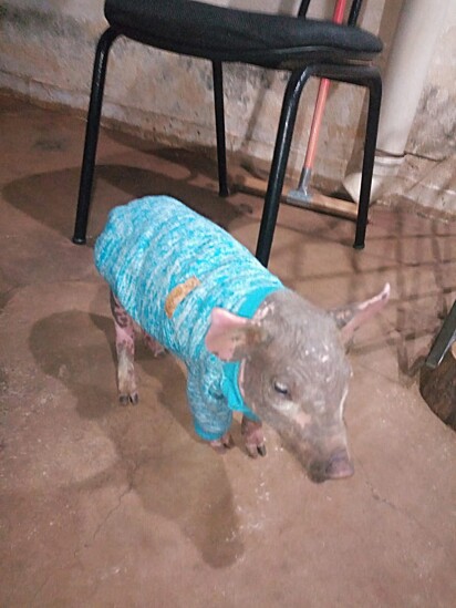 Tunica wearing clothes at 48 days old. 