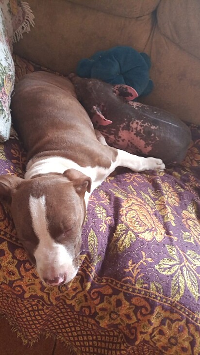 Tunica and Nala.