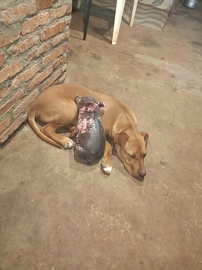 Tunica and Simba — the piglet sleeping next to the dog.