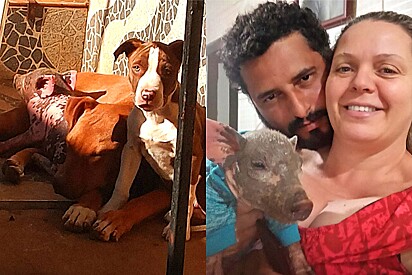 Man gifts a little pig to his wife, and the pet becomes best friends with the Pitbulls.