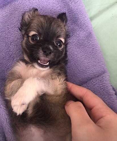 Mayume received the little dog thinking she was a Chihuahua.