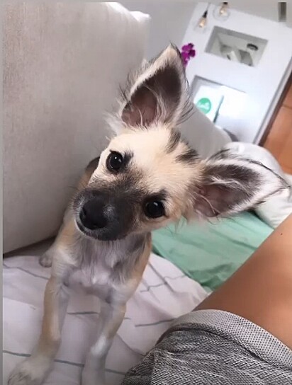Doralice is an adorable little mixed-breed.
