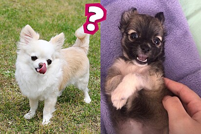 A husband gives his wife a Chihuahua, but the pet grows up to be completely different.