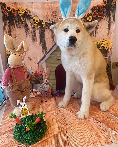 The Akita has been visiting the grooming salon twice a week for eight years.