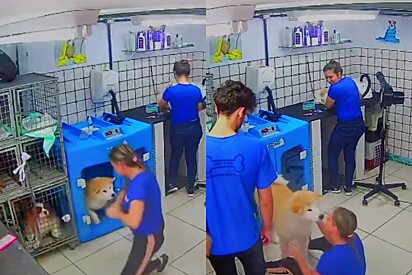 An Akita has an unexpected reaction to his groomer after waking up from a nap.