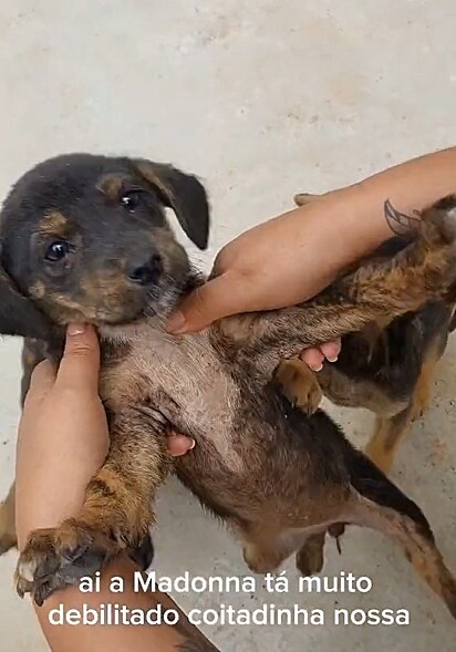 William and Fabíola adopted the three puppies. 