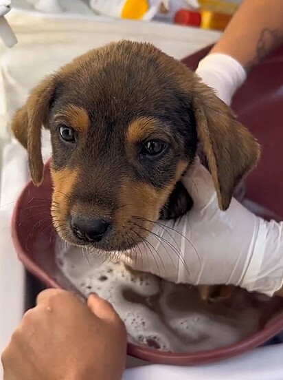 The puppies received deworming treatment and were bathed.