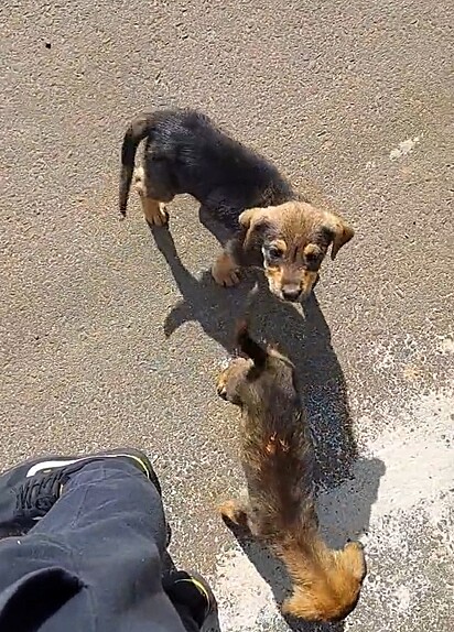 The pups were found abandoned in a box next to the road. 