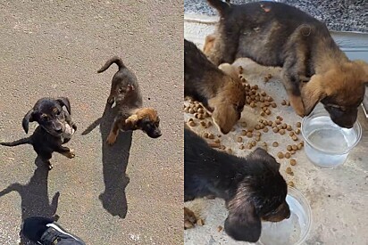 A man rescued three abandoned puppies without knowing how his wife would react — and she ended up adopting them.