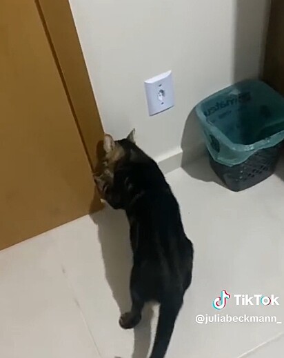 The kitty now comes and goes from the room with ease.