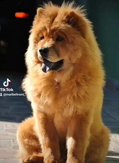 Chow Chow.