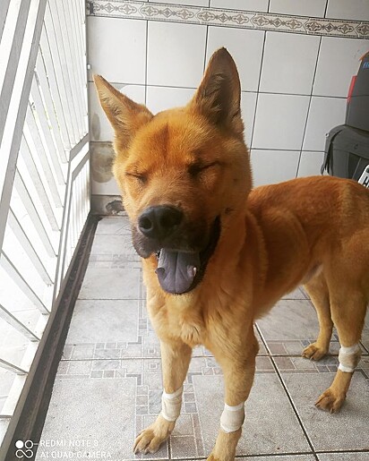 Little by little, Thor recovered — revealing his sweet and gentle personality.