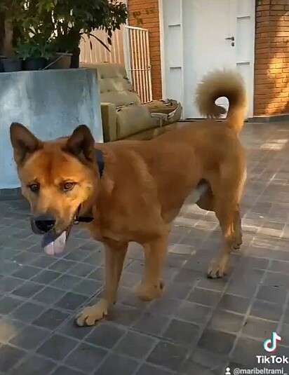 Thor is a Chow Chow and German Shepherd mix.