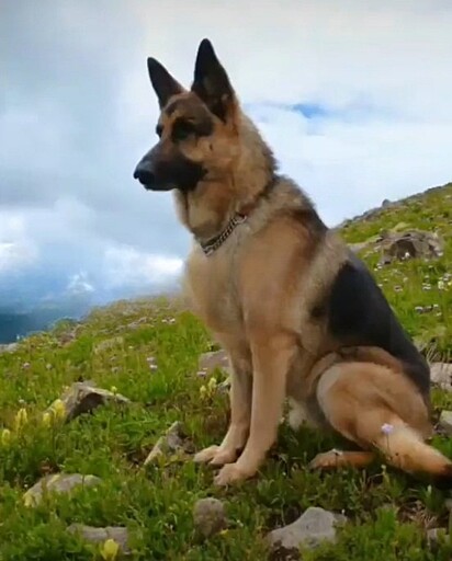 German Shepherd.