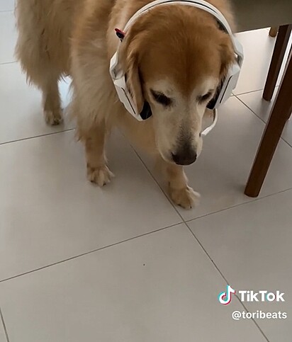 The pup only starts moving again once the object is removed.
