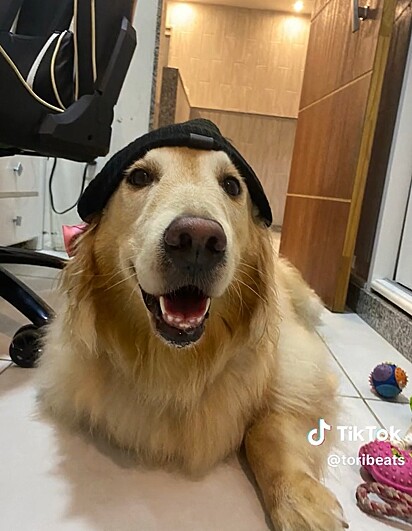 Sunny is a six-year-old Golden Retriever.