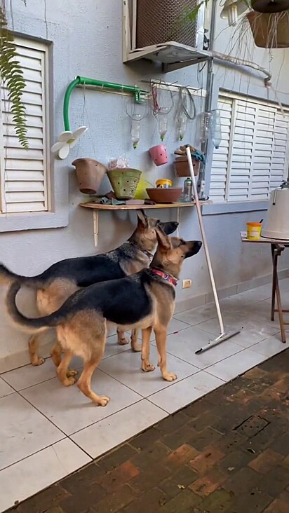 Fox and Frida showed a lot of concern for Adilson.