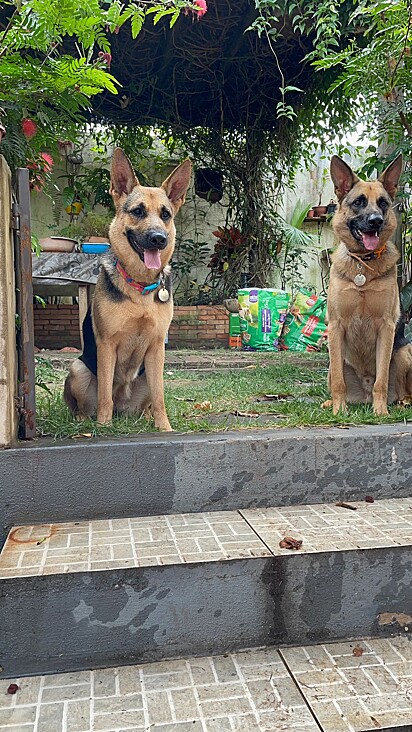 German Shepherds, Fox and Frida.