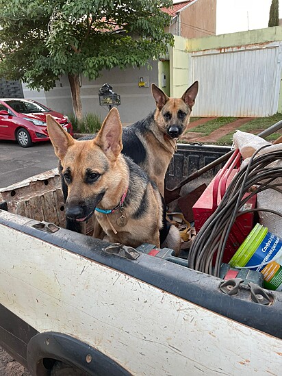 The dogs love going to work with Adilson.